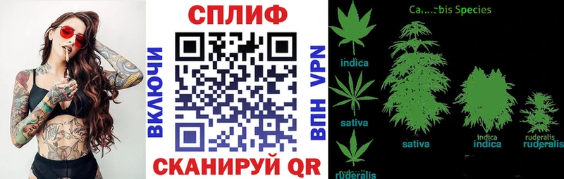 где можно купить наркотик  Новороссийск  blacksprut зеркало  Бошки марихуана OG Kush 